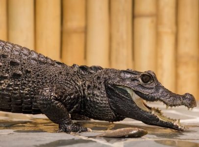 Krmení krokodýlů pro dva